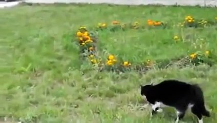 Dog attack cat FIGHT! Who wins ?!!