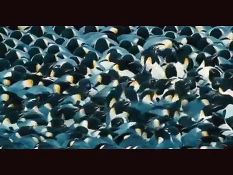 sa Majesté le Manchot Empereur (2)