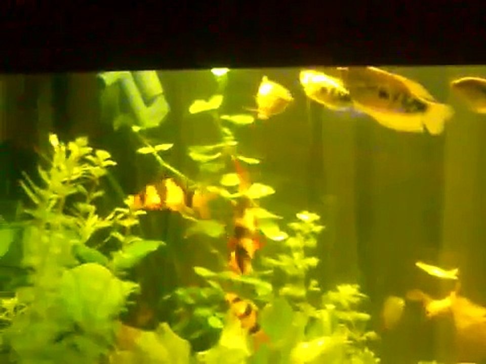 Clown Loach