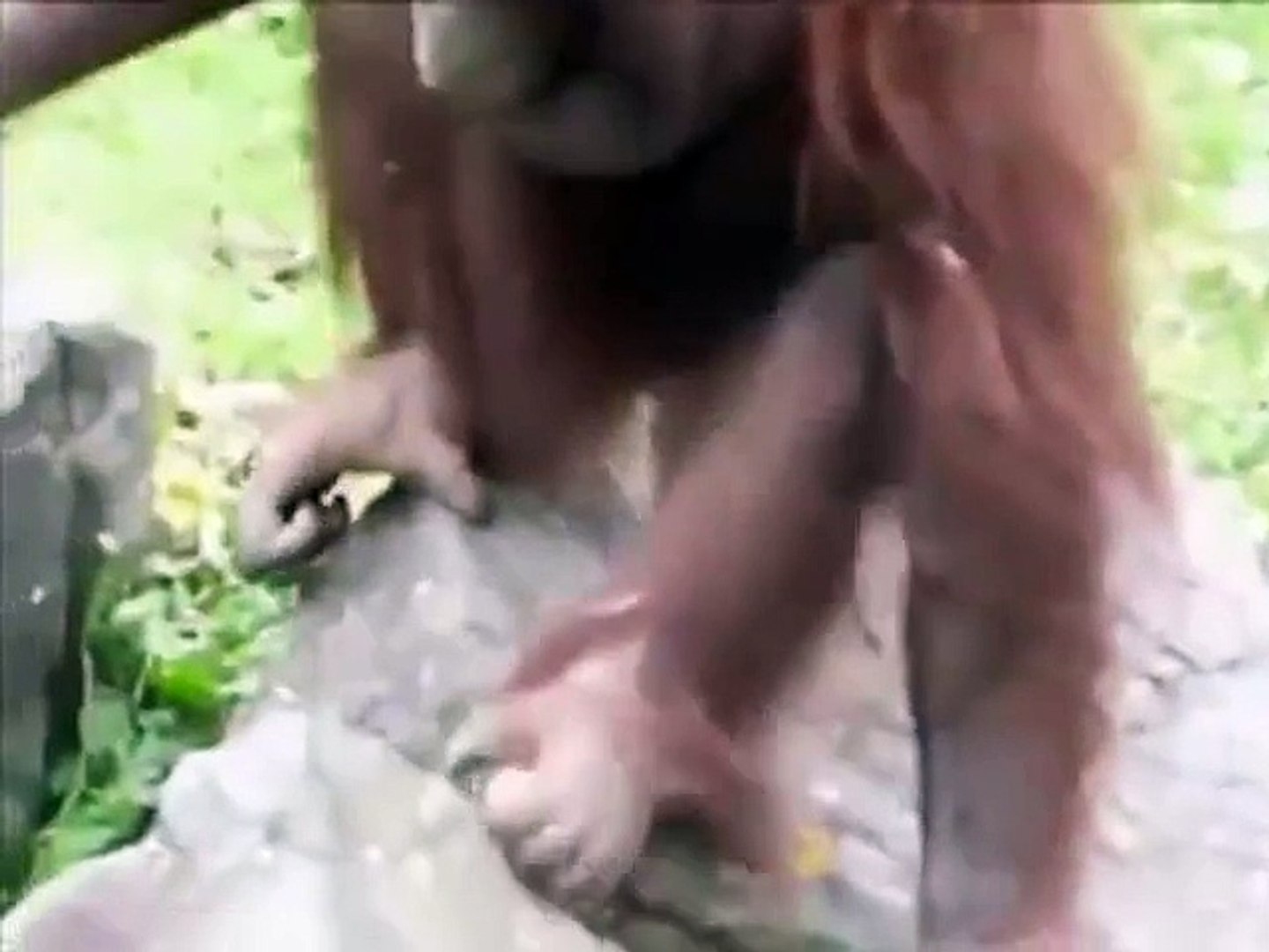 Orangutan saves chick from drowning!