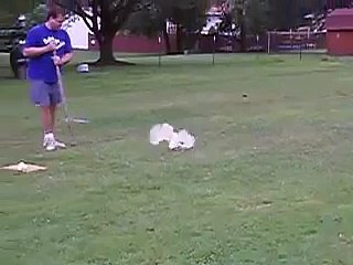 Headless Chicken Dance