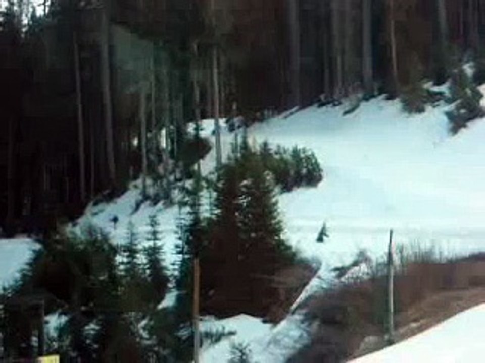 Black Bear at Mt.Baker, Washington