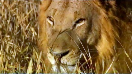 Lion licks lioness Body