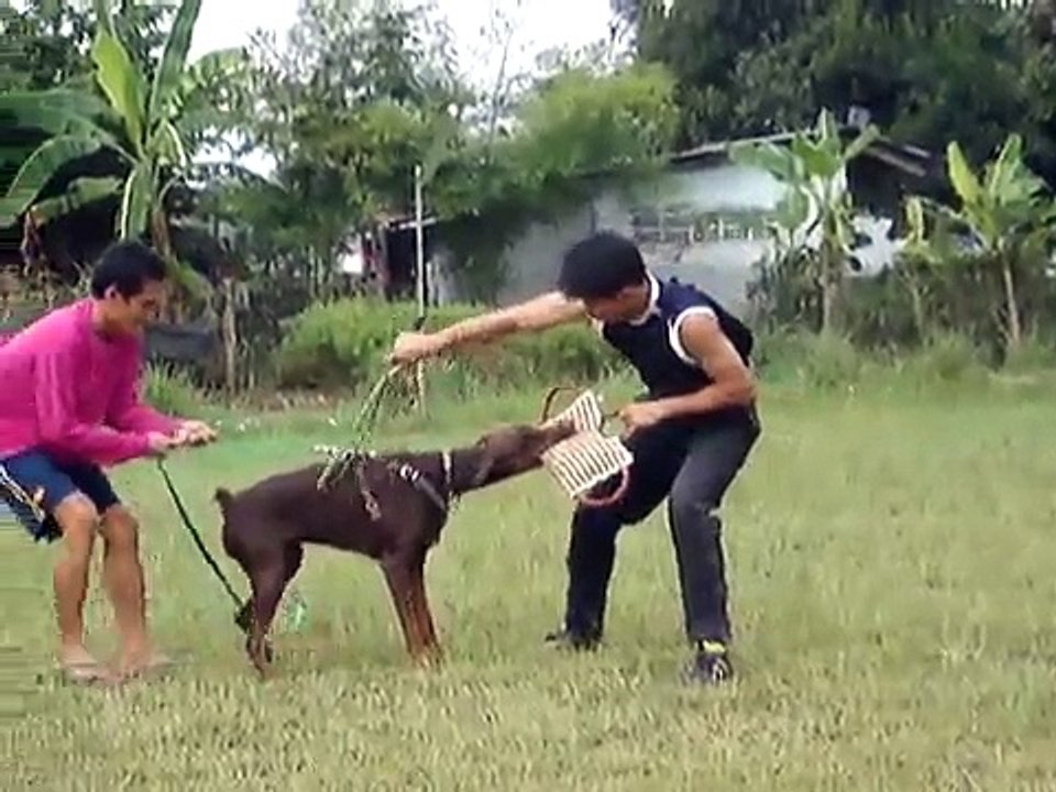 Dobermann bite training