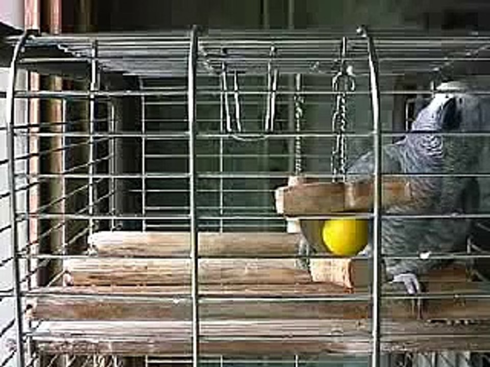 Tulpen uit Amsterdam.