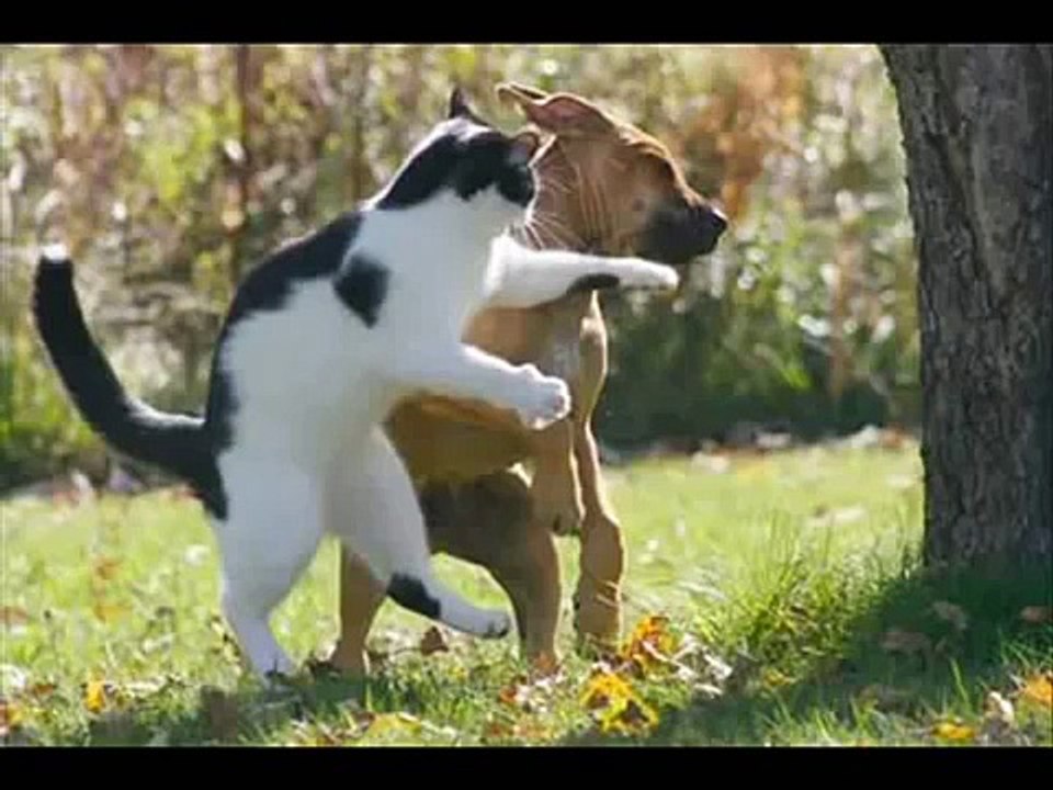 غرائب الحيوانات