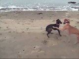 Whippet & Italian Greyhound playing