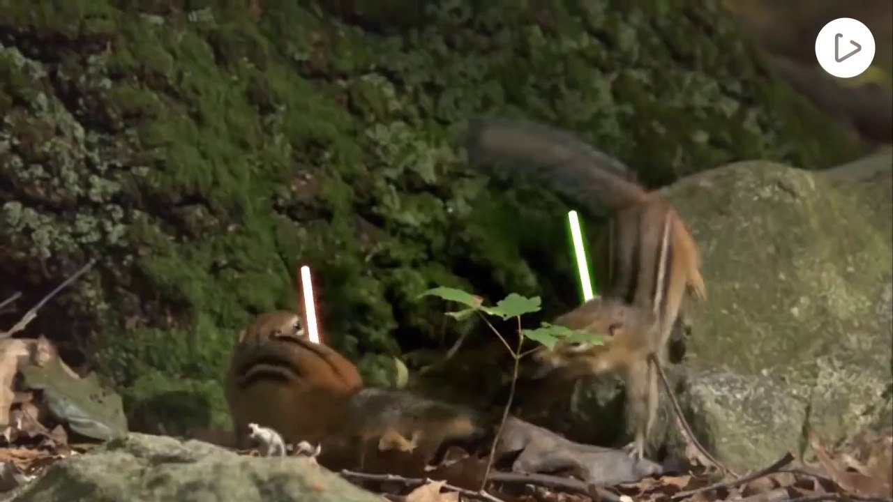 JEDI CHIPMUNKS LIGHTSABER BATTLE