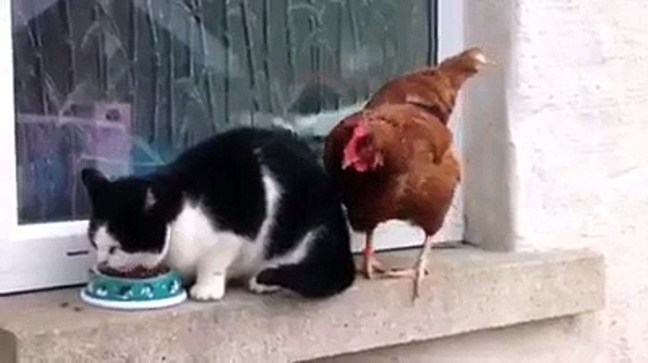 food fight