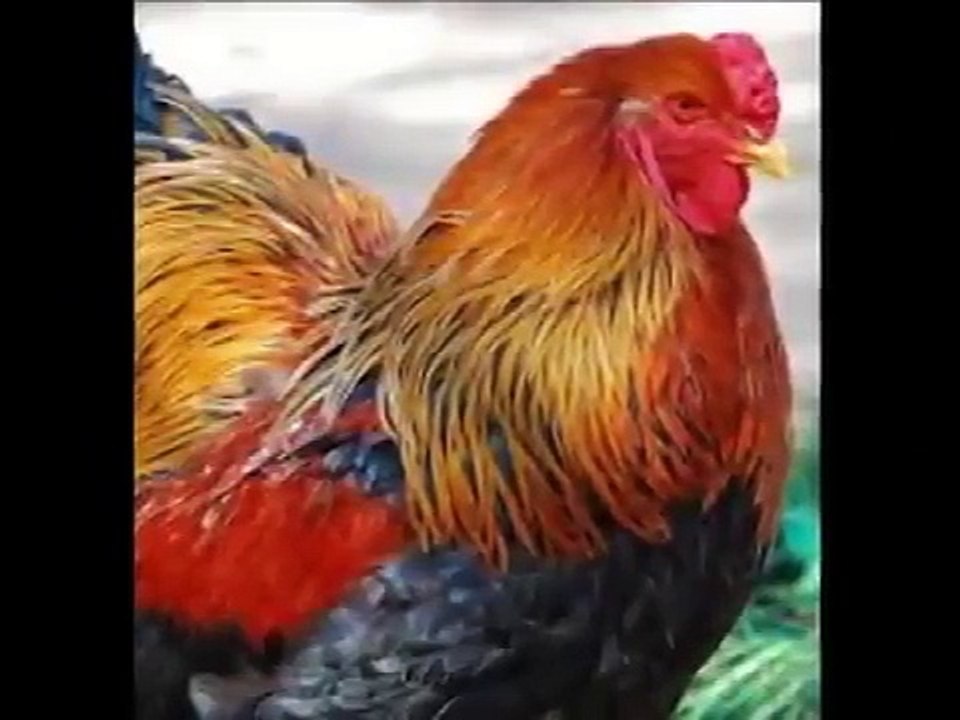 ПЕТЛЮРА~КУРОЧКА~У бабушки на крыше сеновала~