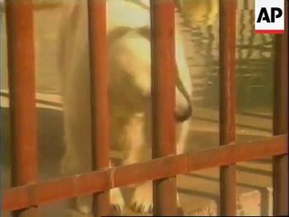 Bear attacks to much curious Australian Tourist in Alaska Zoo - Want a selfie?