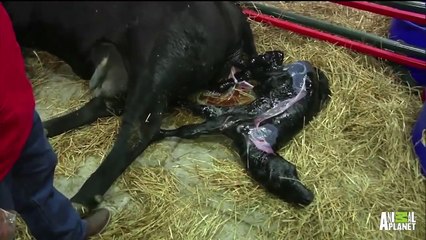Eliza the Cow Gives Birth to Calf Ross | #LaborLive