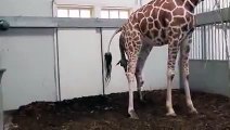 ANIMALS GIVING BIRTH -birth of a baby giraffe
