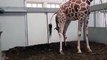 ANIMALS GIVING BIRTH -birth of a baby giraffe