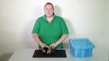 Behaviour and handling: How to handle a Guinea Pig