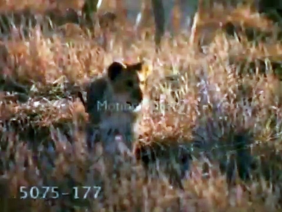 The Real Lion King | He Lives In You (Dutch)