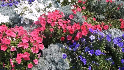 Tangerine Dream - Blue Mango Cafe.