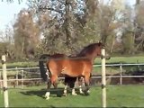 Welsh Cob Stallion - Thorndonpark Prince