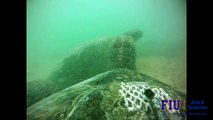 Green sea turtle fight