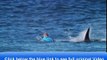 Video Shark attacks Australian surfer Mick Fanning! Jul 19, 2015 7