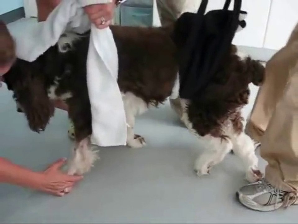 Rééducation d'un chien quadriplégique