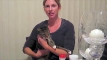 Natural Medicine Successfully Treats Cat IBD and Low Grade Lymphoma