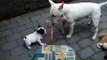 French Bulldog vs. Bull Terrier
