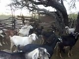 Cabras y ovejas volviendo al corral.