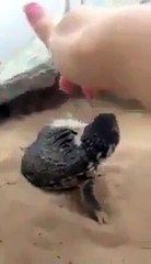 (2) Funniest Short Videos_2 reptile