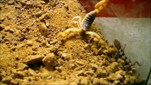 Desert Hairy Scorpion vs Gecko--up close