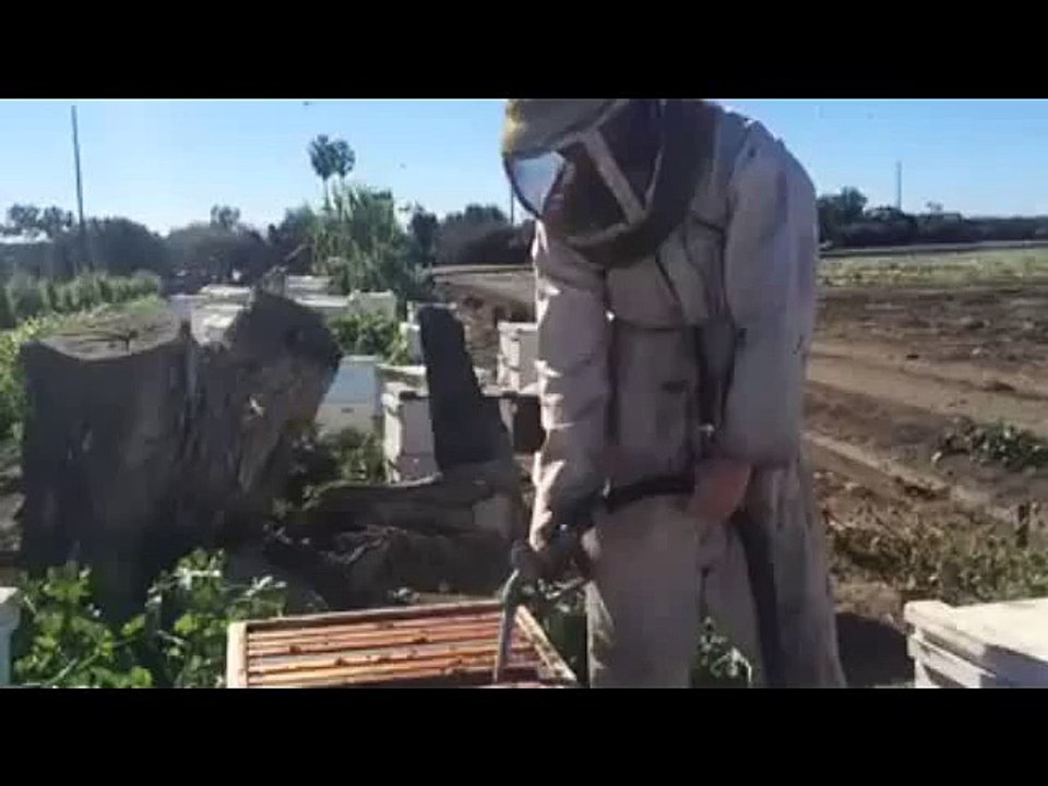 Arıya Şurup Verme ve Sonrasındaki Acı Durum