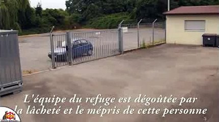 Quand l'abandon de 3 chiens est filmé par une caméra de surveillance...