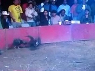 gallos de pelea    LAS 3 DEL DERBY SEGUIDITAS