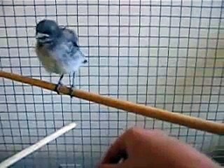 Adorable Baby Blue Jay 🐦