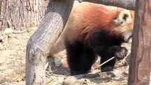 枝を運ぶレッサーパンダ~Red Panda carry branch