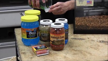How to Set Up Hissing Cockroaches