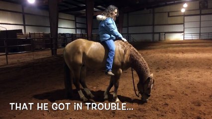 Asking a horse to lie down when riding.