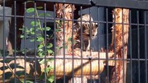 盛岡動物公園　山猫、キリン、ライオン、ぞう