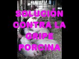 solución para la gripe porcina
