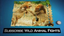 Lion Hunting Animals   Wild Animal Fights