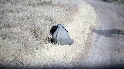 Baby elephant throwing a tantrum