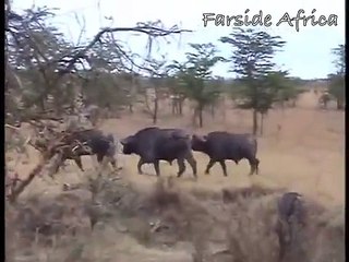 Giraffe kills lion. Giraffe attacks lion pride and kicks one of them to death.(1)