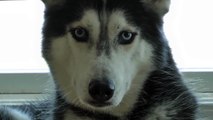 Staring Contest with Mishka the Talking Husky!