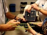 Kattenmand Dierenambulance/Dierenbescherming West-Alblasserwaard kittens