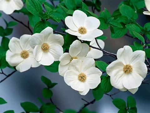 CENGİZ ÖZKAN - İNCESAZ - İNCECİKTEN BİR KAR YAĞAR