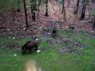 Dziki akademika sij!!