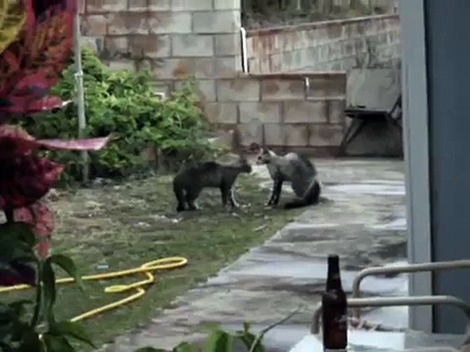 cat fight