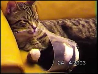 Adorable Cats: Sture Helps Afrodite 🐱