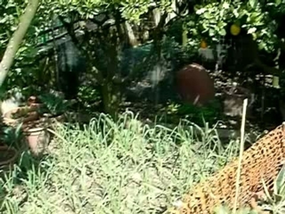 Carciofata pasquetta a ...