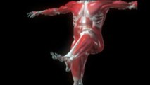 musculos Pierna simulación 3D